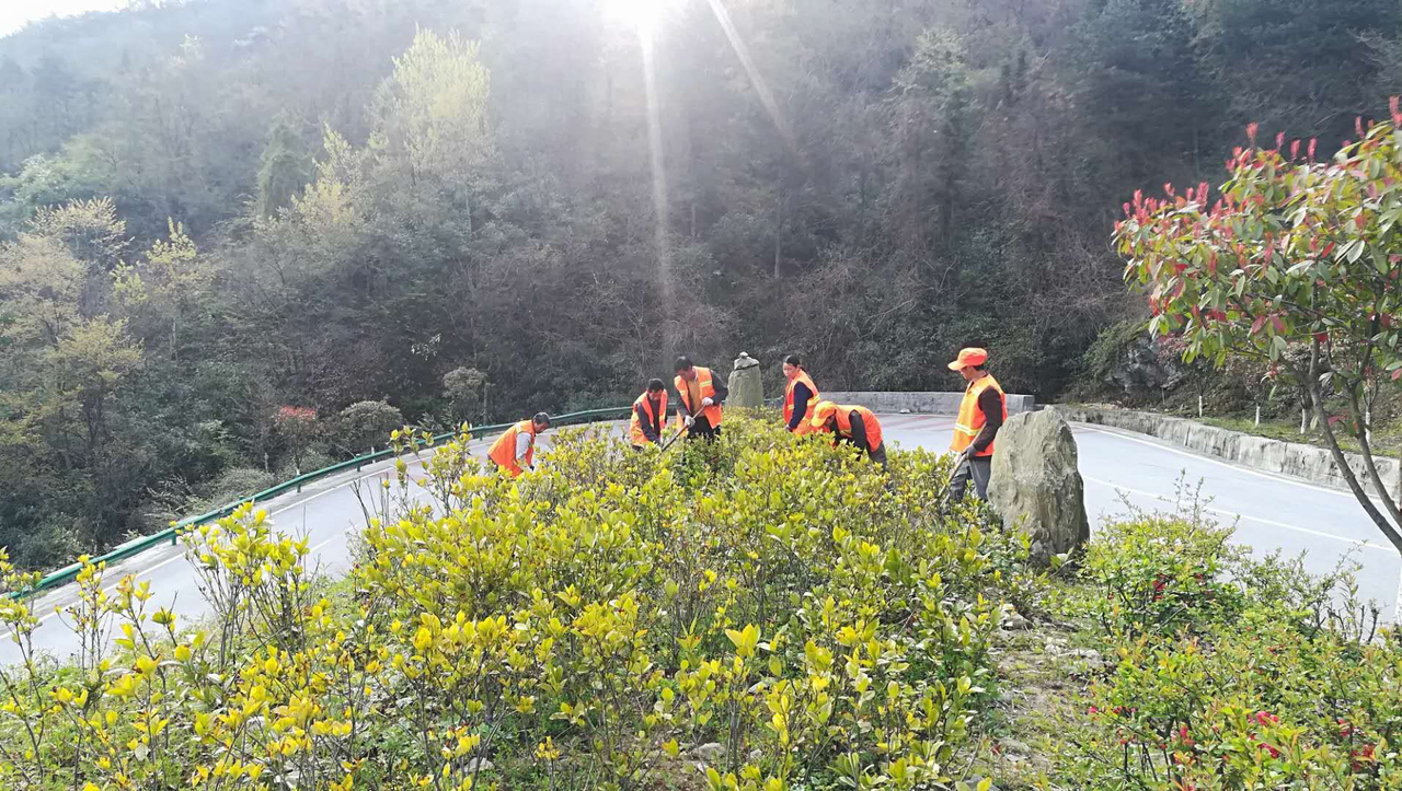 县乡道路绿化补植.png
